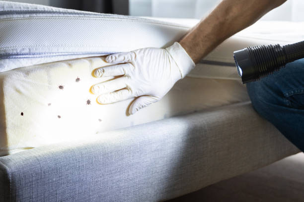Best Flea Control Services  in Mission Bend, TX